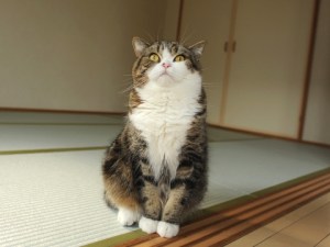 maru