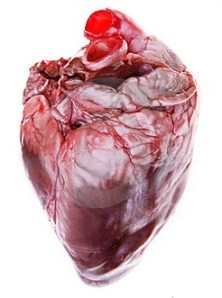 heart muscle