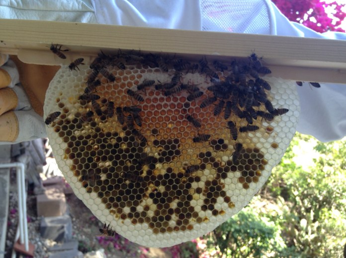 clean empty comb around the border, baby bees at the bottom, honey at the top.  so pretty.