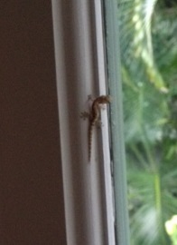 pictured: not a centipede