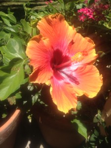 one of the several hibiscus near the cottage