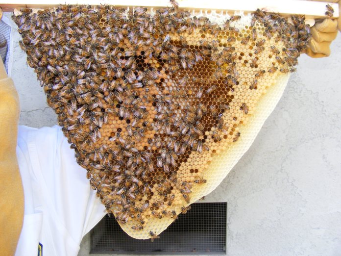 note the brood right in the center, almost ready to be capped