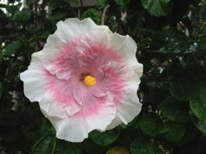 this hibiscus was outside Tutu's building.  I've never seen one this color before.