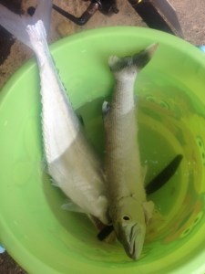 it stared at us with its dead, beady eye