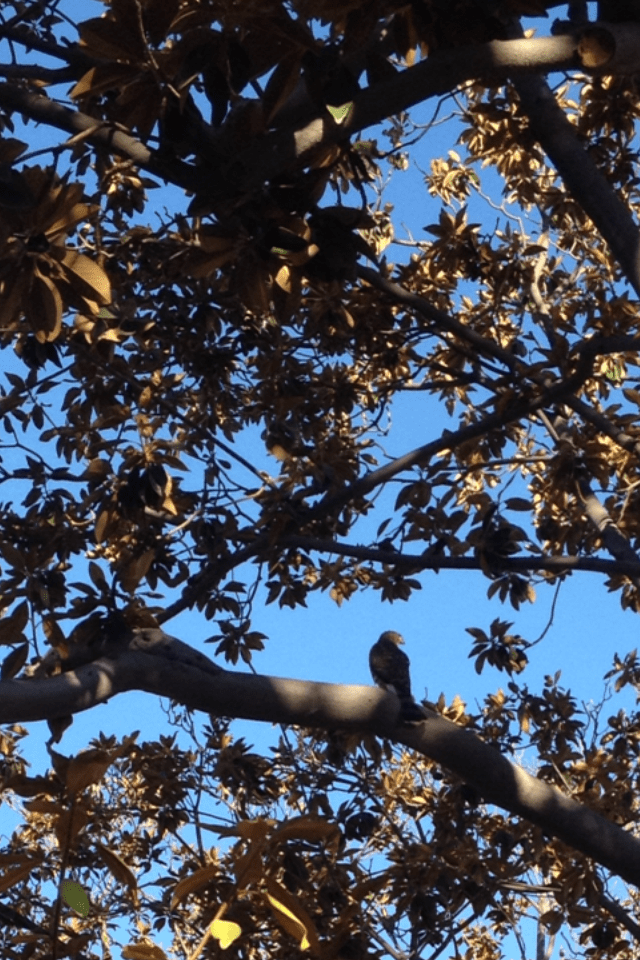seated above me, surveying the puny humans below