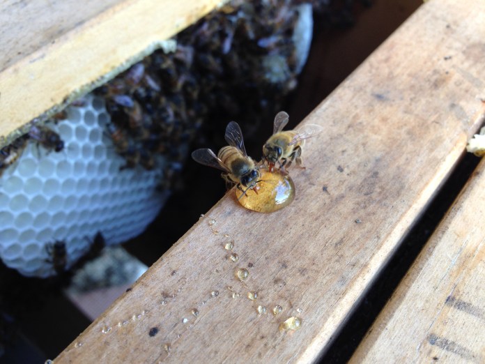bees cleaning up honey